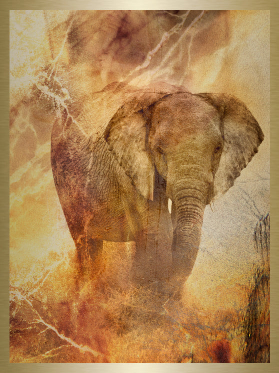 Tusk & Loop