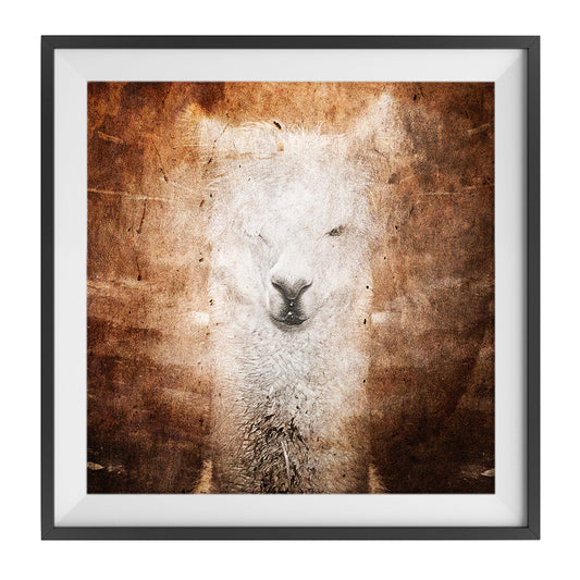 Llama
