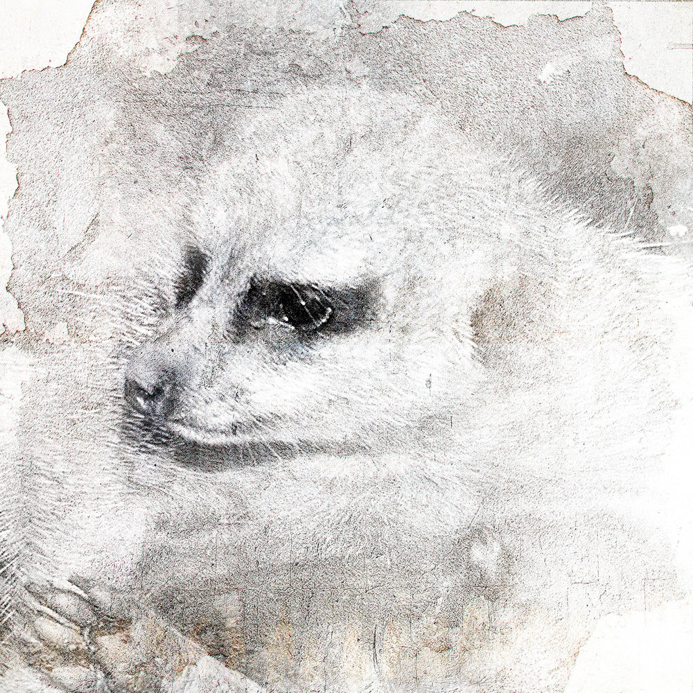 Timon